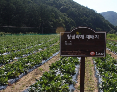 이지스한의원